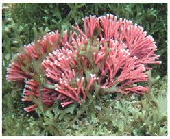 Attēlu rezultāti vaicājumam “Comatricha fragilis”