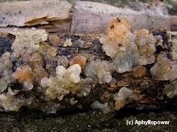 Attēlu rezultāti vaicājumam “Exidia cartilaginea”