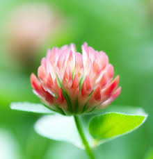 Attēlu rezultāti vaicājumam “Trifolium fragiferum flower”