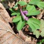 Attēlu rezultāti vaicājumam “Corydalis intermedia fruit”