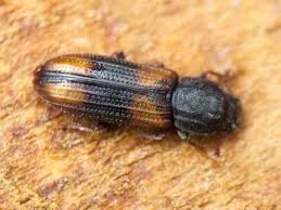 Attēlu rezultāti vaicājumam “Bitoma crenata”