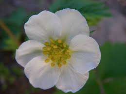 Attēlu rezultāti vaicājumam “Fragaria vesca flower”