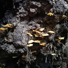 Attēlu rezultāti vaicājumam “Skeletocutis brevispora”