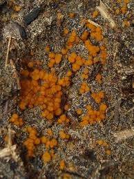 Attēlu rezultāti vaicājumam “Cheilymenia stercorea”