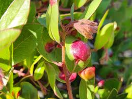 Attēlu rezultāti vaicājumam “Exobasidiales”