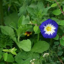 Image result for Convolvulus tricolor