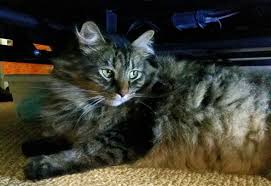 Image result for invisible cat