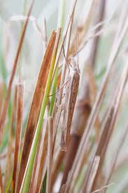 Attēlu rezultāti vaicājumam “Mucronella”