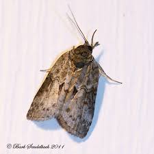 Attēlu rezultāti vaicājumam “Nycteola sp.”