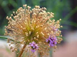 Attēlu rezultāti vaicājumam “Allium holandicum bud”
