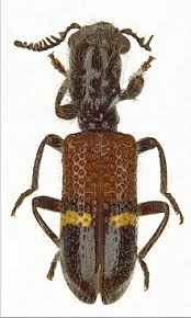 Attēlu rezultāti vaicājumam “Cleridae”