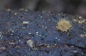 Attēlu rezultāti vaicājumam “Hypoxylon vogesiacum”