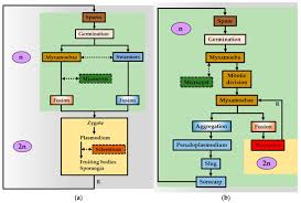 Attēlu rezultāti vaicājumam “Dictydiaethalium plumbeum spores”