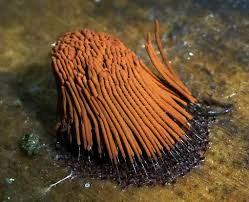 Attēlu rezultāti vaicājumam “Stemonitis marjana stalked”