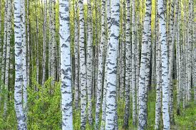 Attēlu rezultāti vaicājumam “Betula”