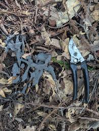 Attēlu rezultāti vaicājumam “Craterium minutum young”