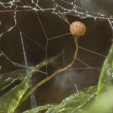 Attēlu rezultāti vaicājumam “Cribraria piriformis macro”