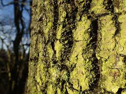 Attēlu rezultāti vaicājumam “Pleurococcus vulgaris”