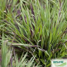 Attēlu rezultāti vaicājumam “Luzula pilosa leaf”