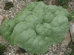 Attēlu rezultāti vaicājumam “Arenaria procera”