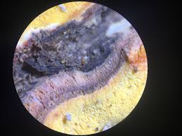 Attēlu rezultāti vaicājumam “Ceriporia”