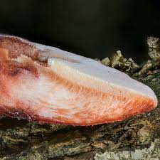 Attēlu rezultāti vaicājumam “Fistulina hepatica”