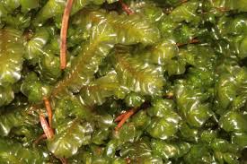 Attēlu rezultāti vaicājumam “Plagiochila asplenioides”