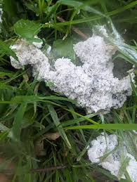 Attēlu rezultāti vaicājumam “Didymium spongiosum spores”