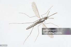 Attēlu rezultāti vaicājumam “Nematocera”