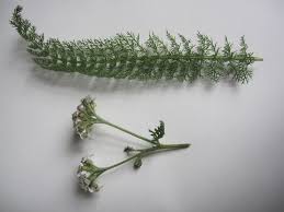 Attēlu rezultāti vaicājumam “Achillea millefolium leaf”