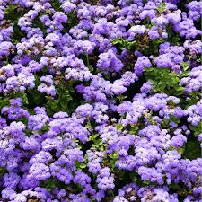 Image result for Ageratum houstonianum