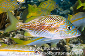 Image result for Haemulon plumierii