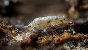 Attēlu rezultāti vaicājumam “Leporida”