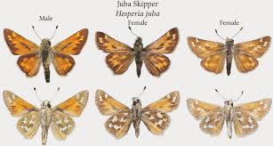 Attēlu rezultāti vaicājumam “Hesperia comma male”