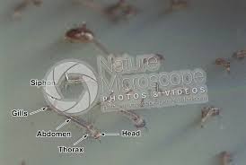 Attēlu rezultāti vaicājumam “Culex pipiens larva”