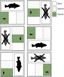 Image result for Rhabdosargus holubi