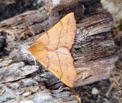 Attēlu rezultāti vaicājumam “Colotois pennaria”