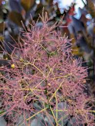 Attēlu rezultāti vaicājumam “Cotinus coggygria flower”