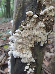 Attēlu rezultāti vaicājumam “Schizopora paradoxa”