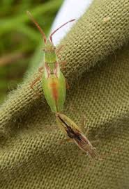 Attēlu rezultāti vaicājumam “Myrmus miriformis”