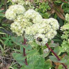 Attēlu rezultāti vaicājumam “Hylotelephium maximum flower”