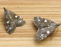 Attēlu rezultāti vaicājumam “Udea olivalis”