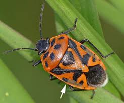 Attēlu rezultāti vaicājumam “Eurydema dominulus imago”