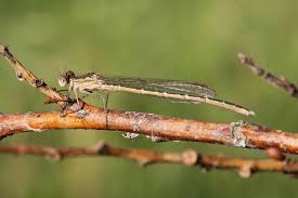 Attēlu rezultāti vaicājumam “Sympecma paedisca”