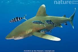Image result for Carcharhinus longimanus