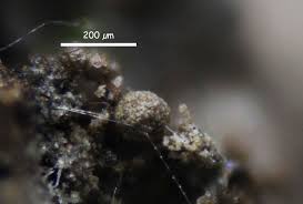 Attēlu rezultāti vaicājumam “Collaria rubens macro”