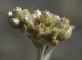 Attēlu rezultāti vaicājumam “Physarum luteolum sessile”