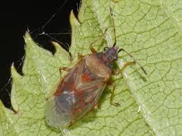 Attēlu rezultāti vaicājumam “Kleidocerys resedae imago”