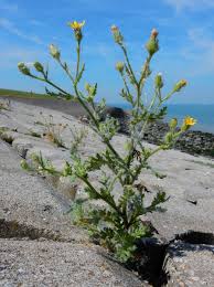 Attēlu rezultāti vaicājumam “Senecio viscosus”