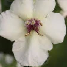 Attēlu rezultāti vaicājumam “Verbascum blattaria flower”